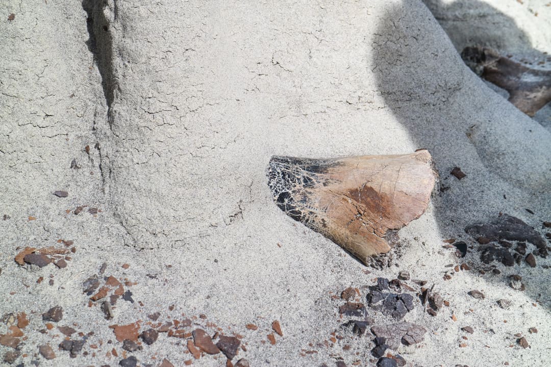 Would you go on a hike to uncover 71-million-year-old dinosaur fossils? Then you must visit Dinosaur Provincial Park. Here are 5 reasons why you should this UNESCO World Heritage Site.